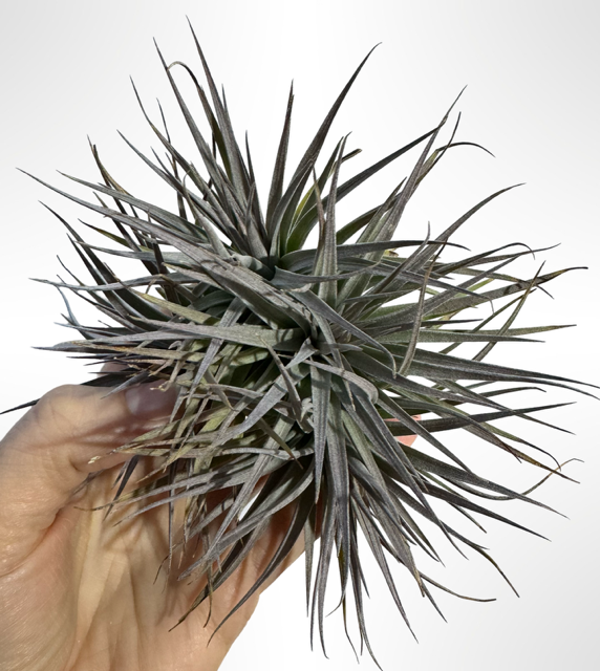 Tillandsia Recurvifolia