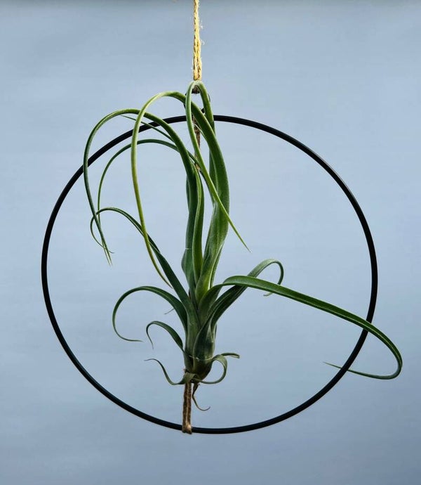 Hängender Metallring mit einer schlanken Tillandsia Curly.