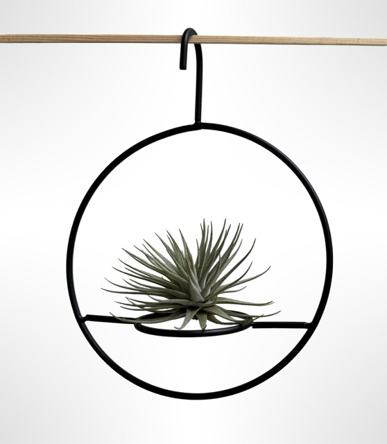 Wunderschöner metallischer hängender Ring mit einer Tillandsia Vriesea Espinosa