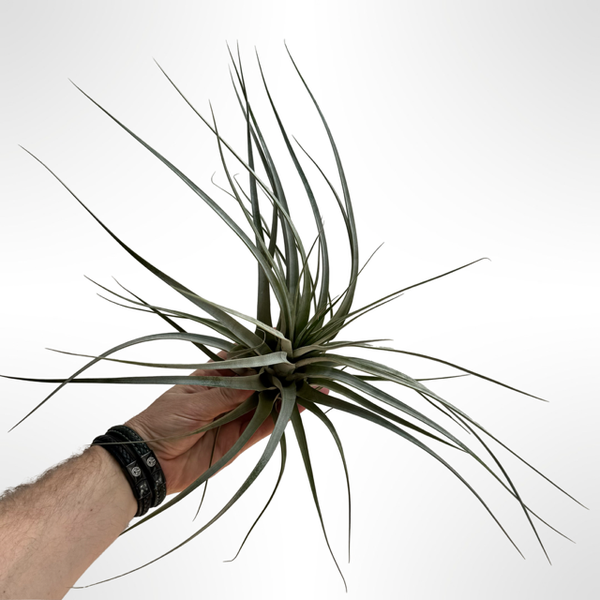 Tillandsia Silver Queen
