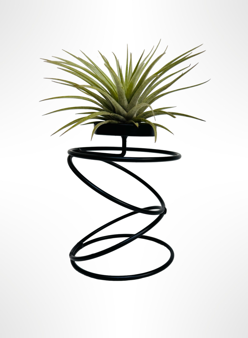Prachtige spiraalhouder met een Tillandsia Vriesea Espinoza