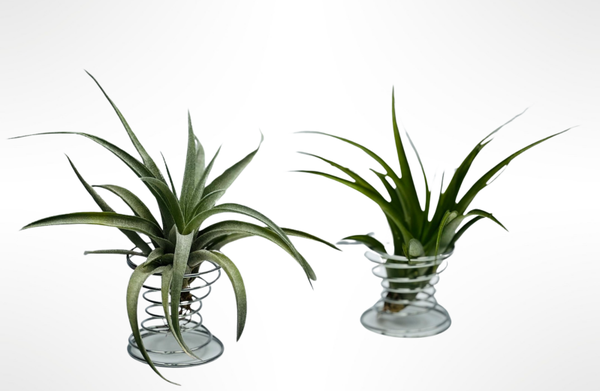 Tillandsia Capitata in einem schönen Luftpflanzenhalter aus Metall.