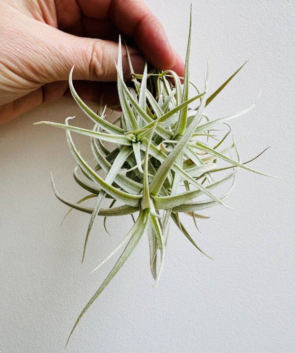 Tillandsia "Sweet Isabel"