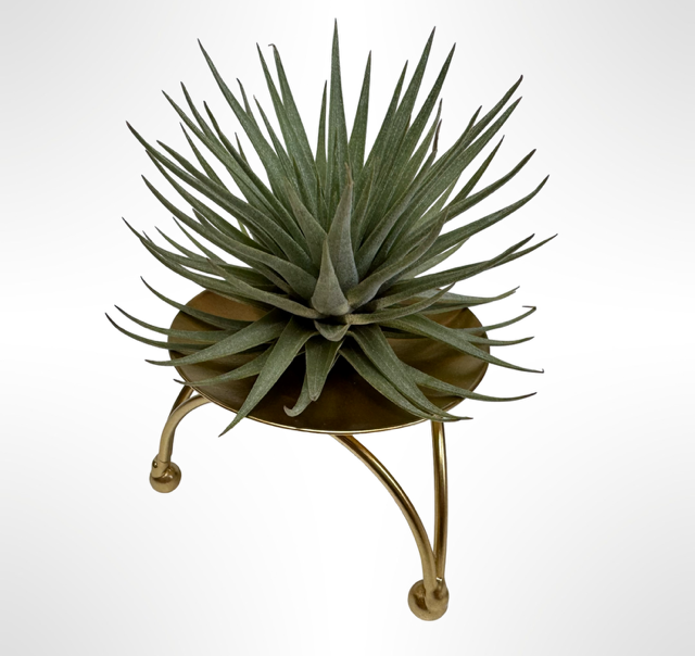 Niedlicher Metallhalter mit einer Tillandsia Vriesea Espinosa