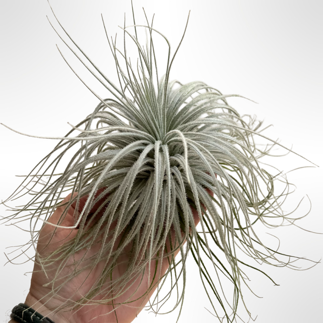 Tillandsia Tectorum Snow Giant