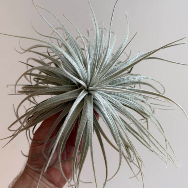 Fan-tas-tische Tillandsia Tectorum Wide Form!