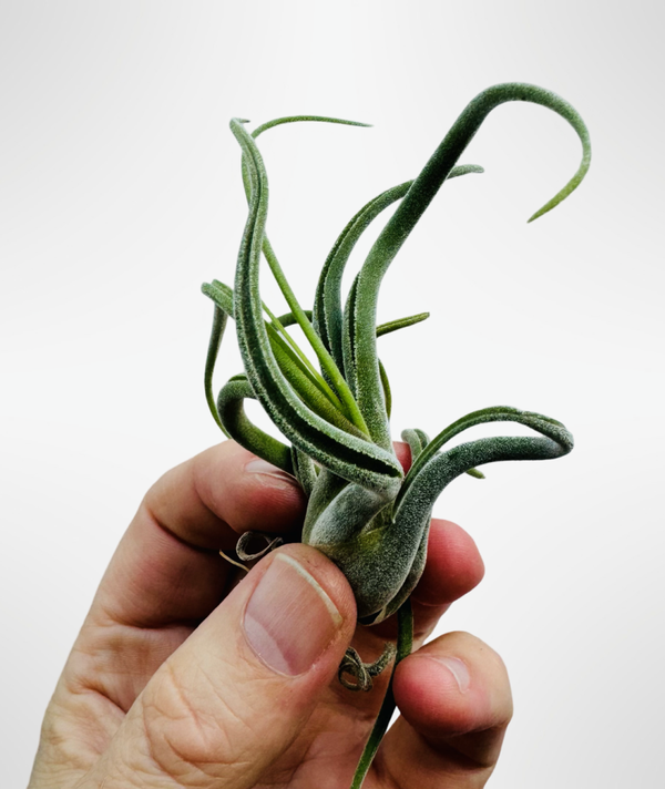 Tillandsia Caput Curly