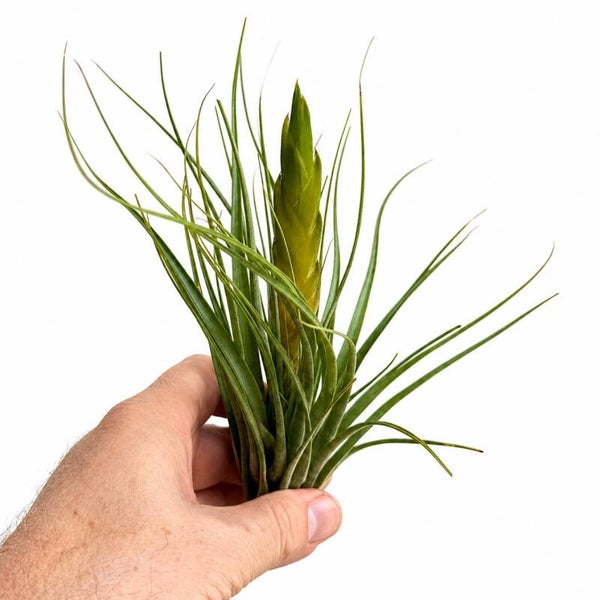 Tillandsia Flavobracteata, in Blüte!