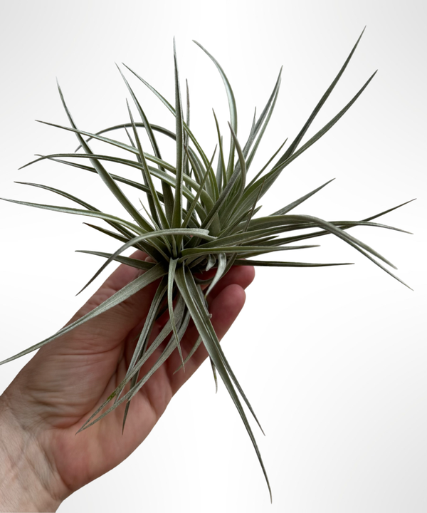 Tillandsia Jucunda