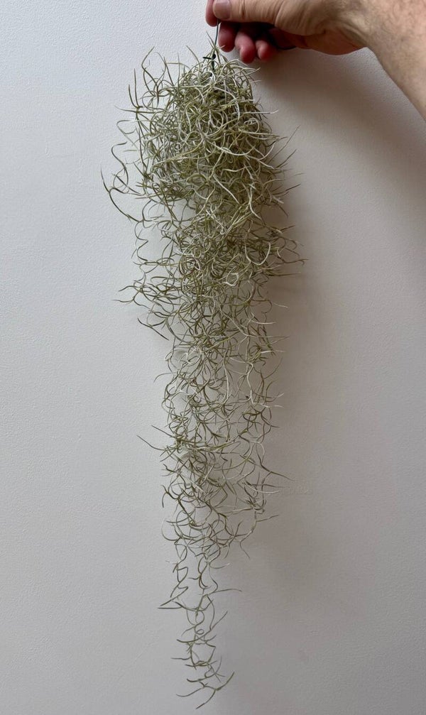 Tillandsia Usneoides "Curly"