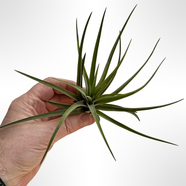 Tillandsia Velutina