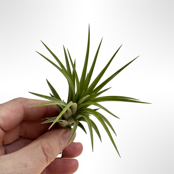 Tillandsia Victoria Red Splendor