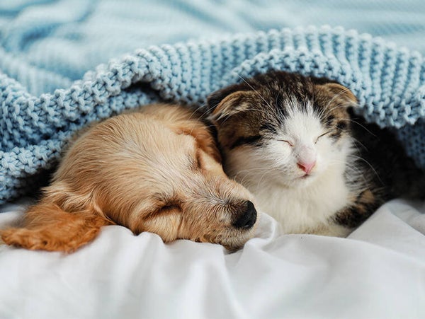 CBD-Produkte für Tiere