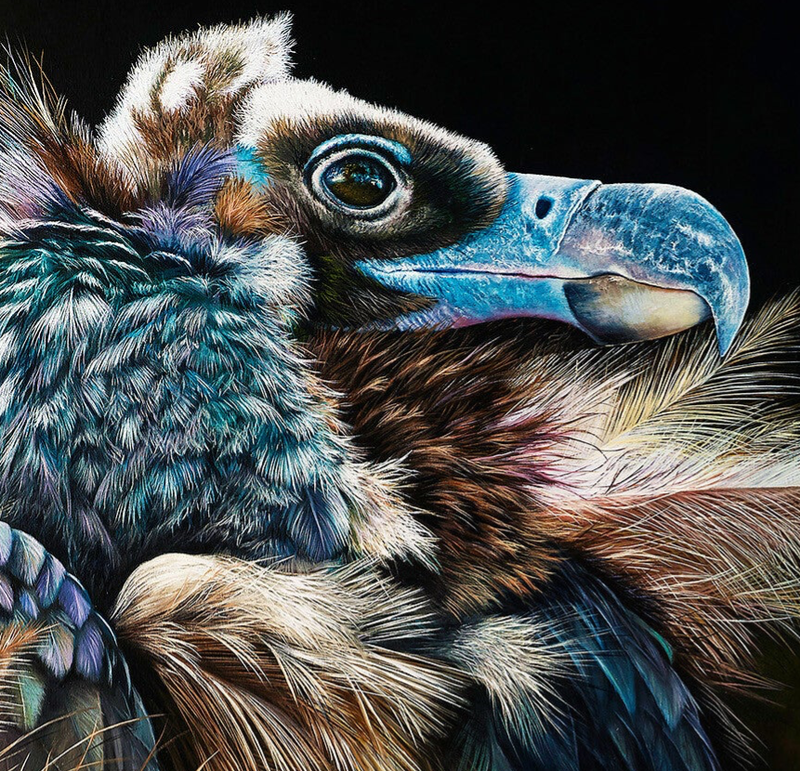 Oil painting of a Cinereous Vulture with intense gaze and detailed feathers β large canvas wildlife artwork for collectors.