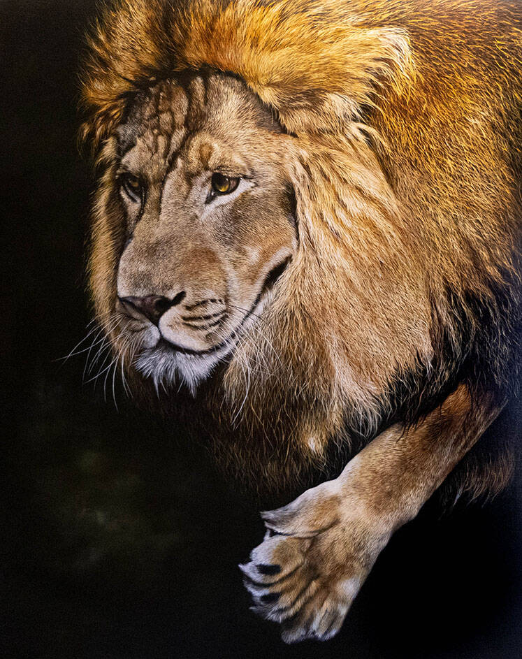 Large Lion Oil Painting β Statement Wildlife Art for Your Home