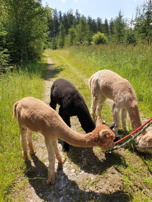 Wanderung mit Alpakas