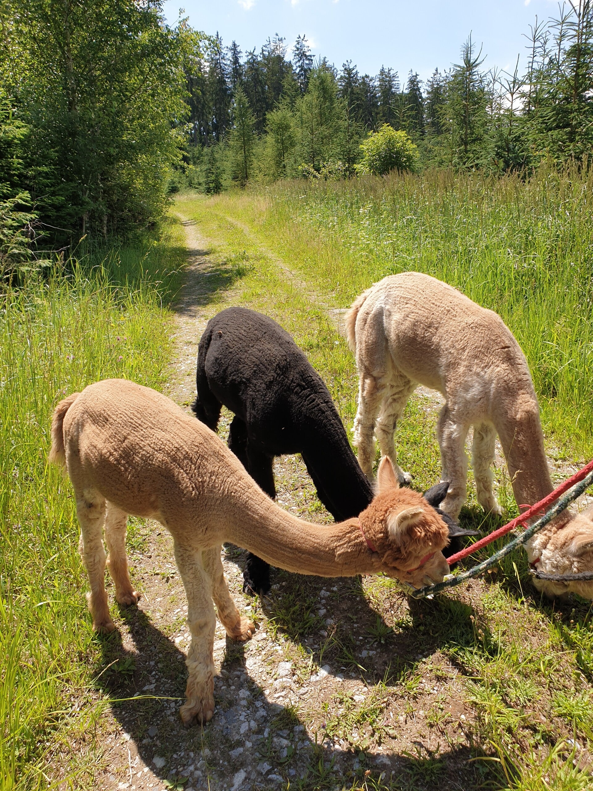 Wanderung mit Alpakas