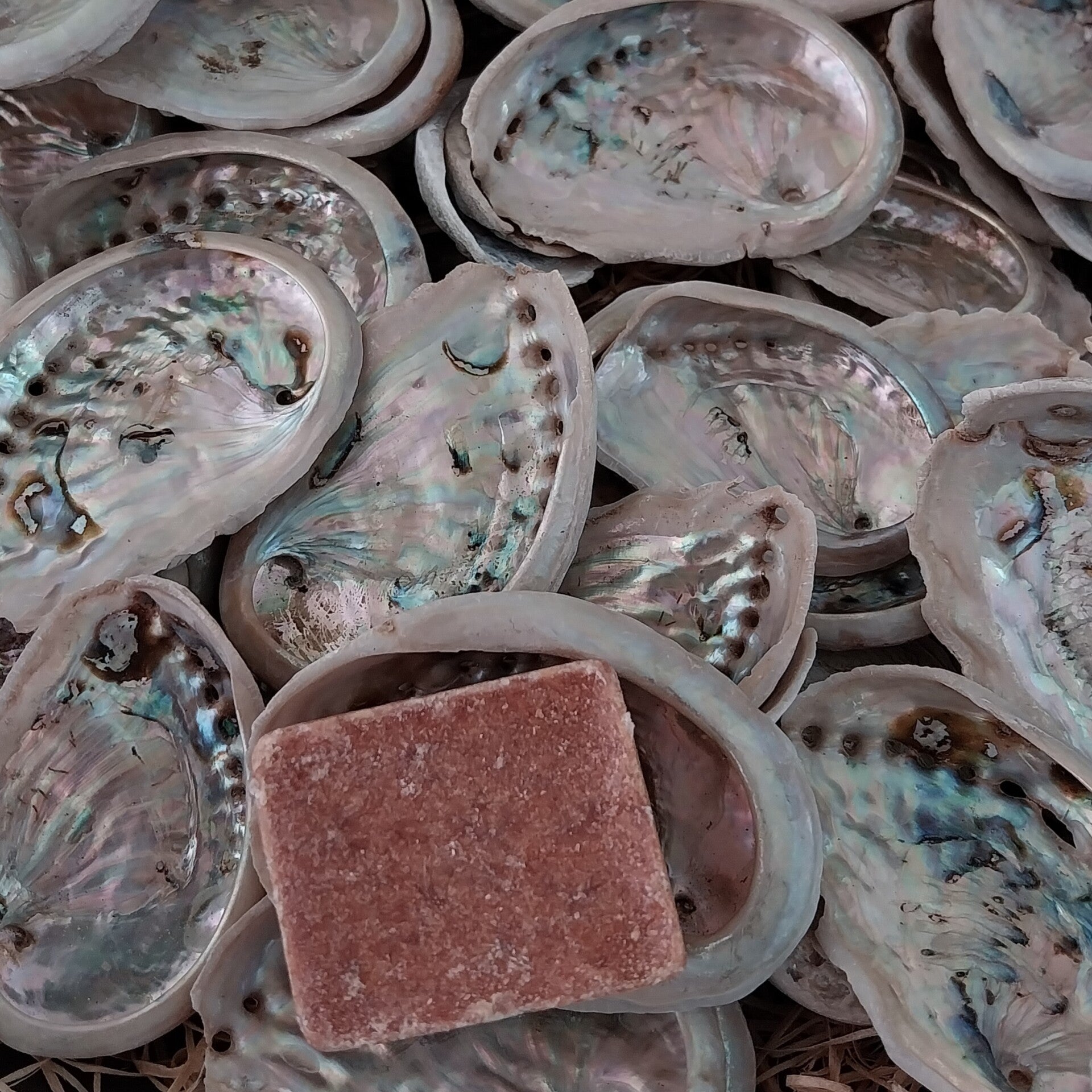 Abalone schelp klein naturel