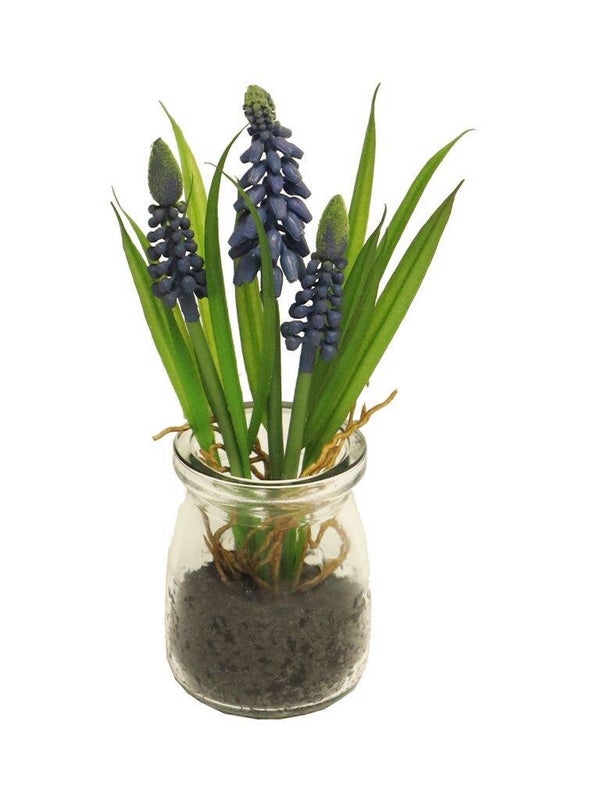 Muscari Desire in glass pot blue 17 cm