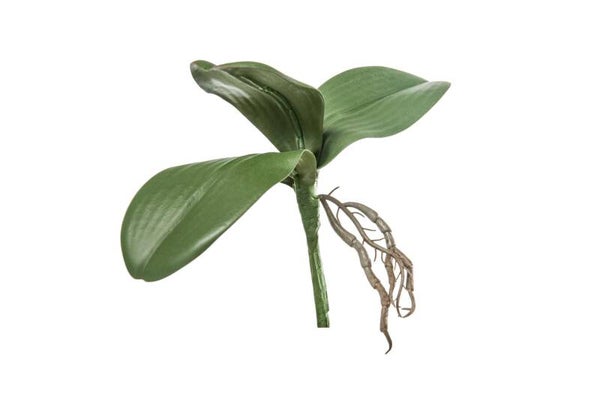 Orchid leaves x 3 green