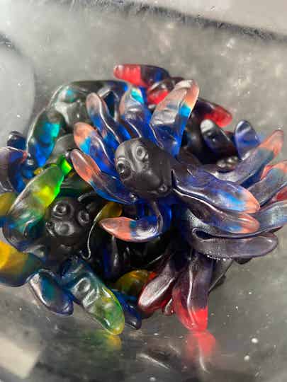 blauwe octopus