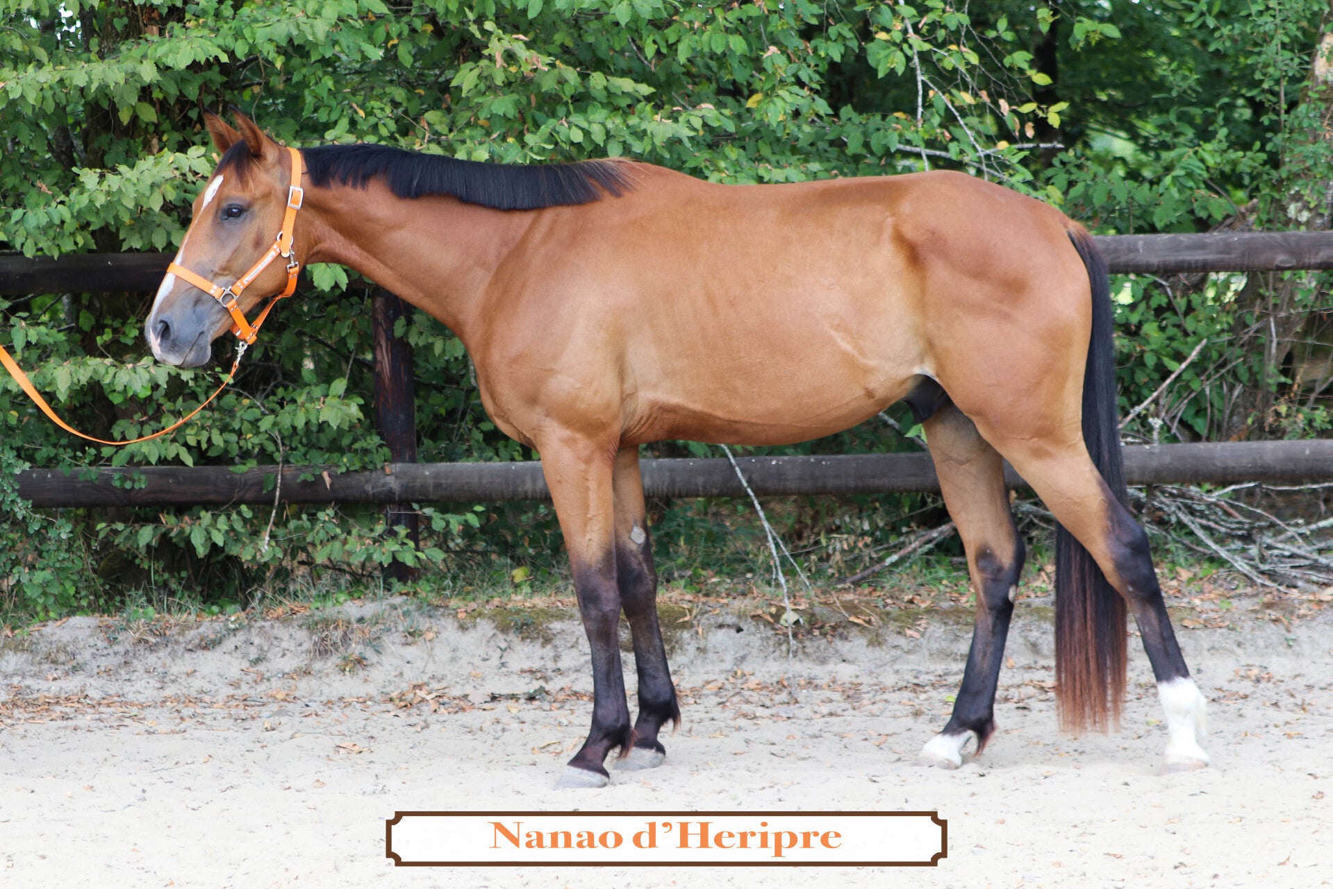 NANAO D'HERIPRE