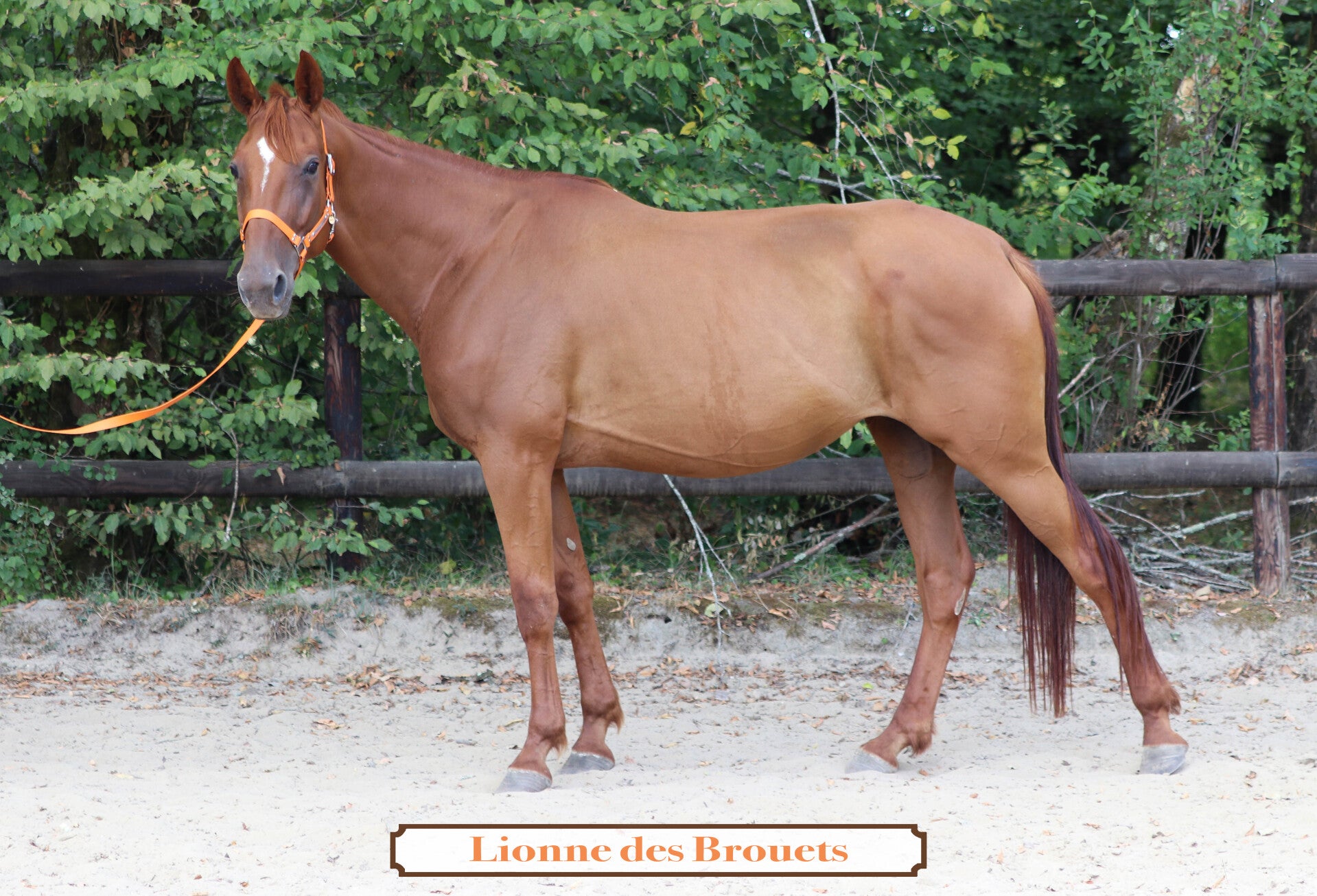 LIONNE DES BROUETS
