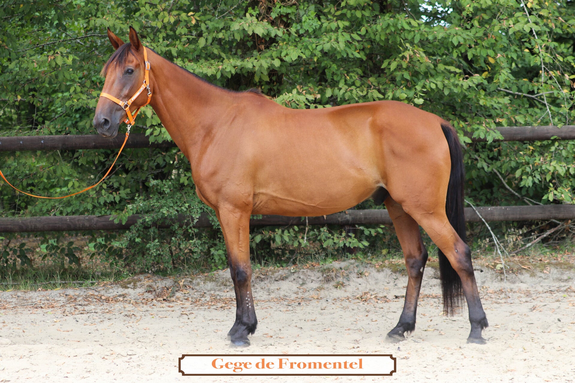 GEGE DE FROMENTEL