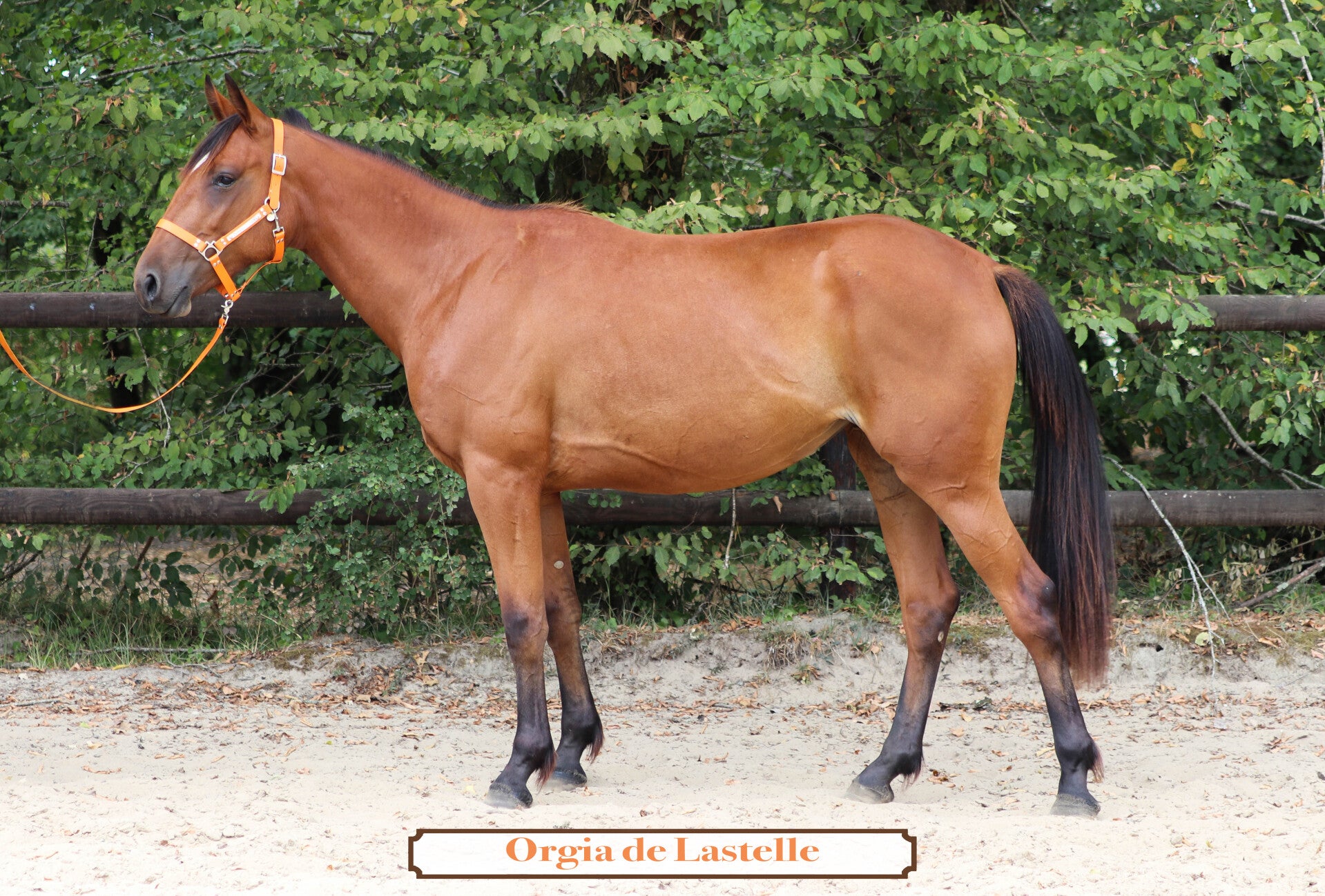 ORGIA DE LASTELLE