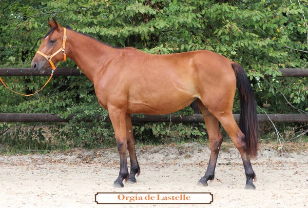 ORGIA DE LASTELLE