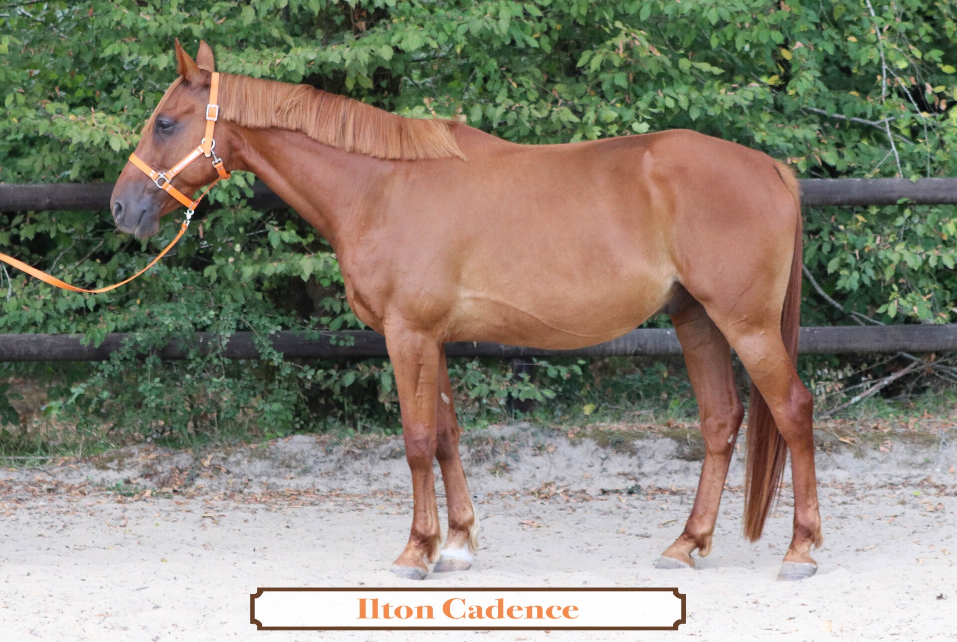 ILTON CADENCE *RESERVÉ*