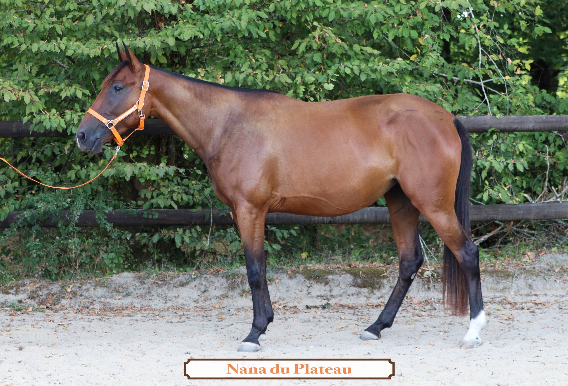 NANA DU PLATEAU