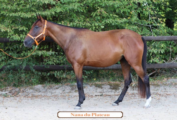NANA DU PLATEAU