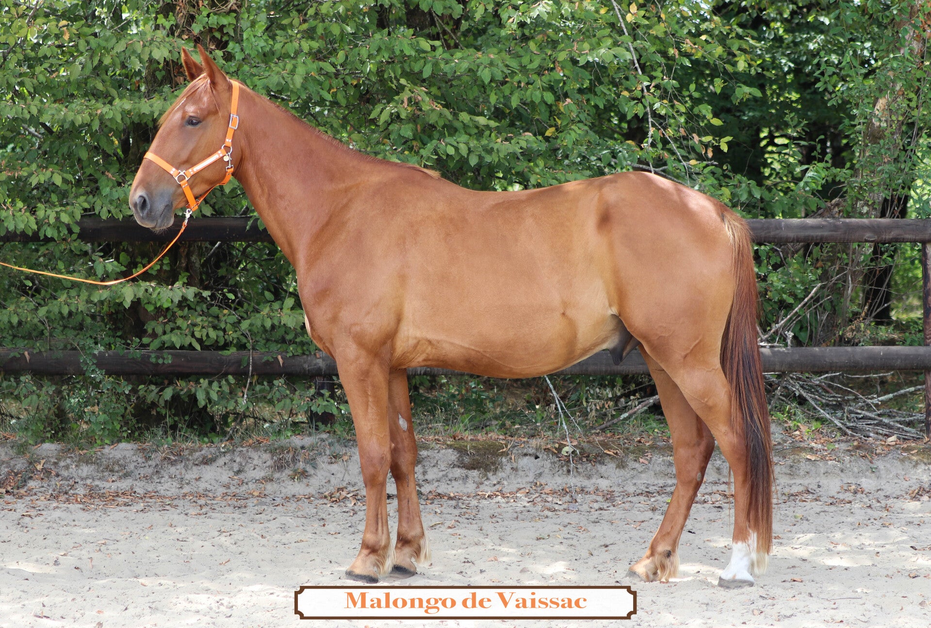 MALONGO DE VAISSAC