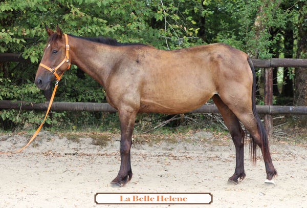 LA BELLE HELENE