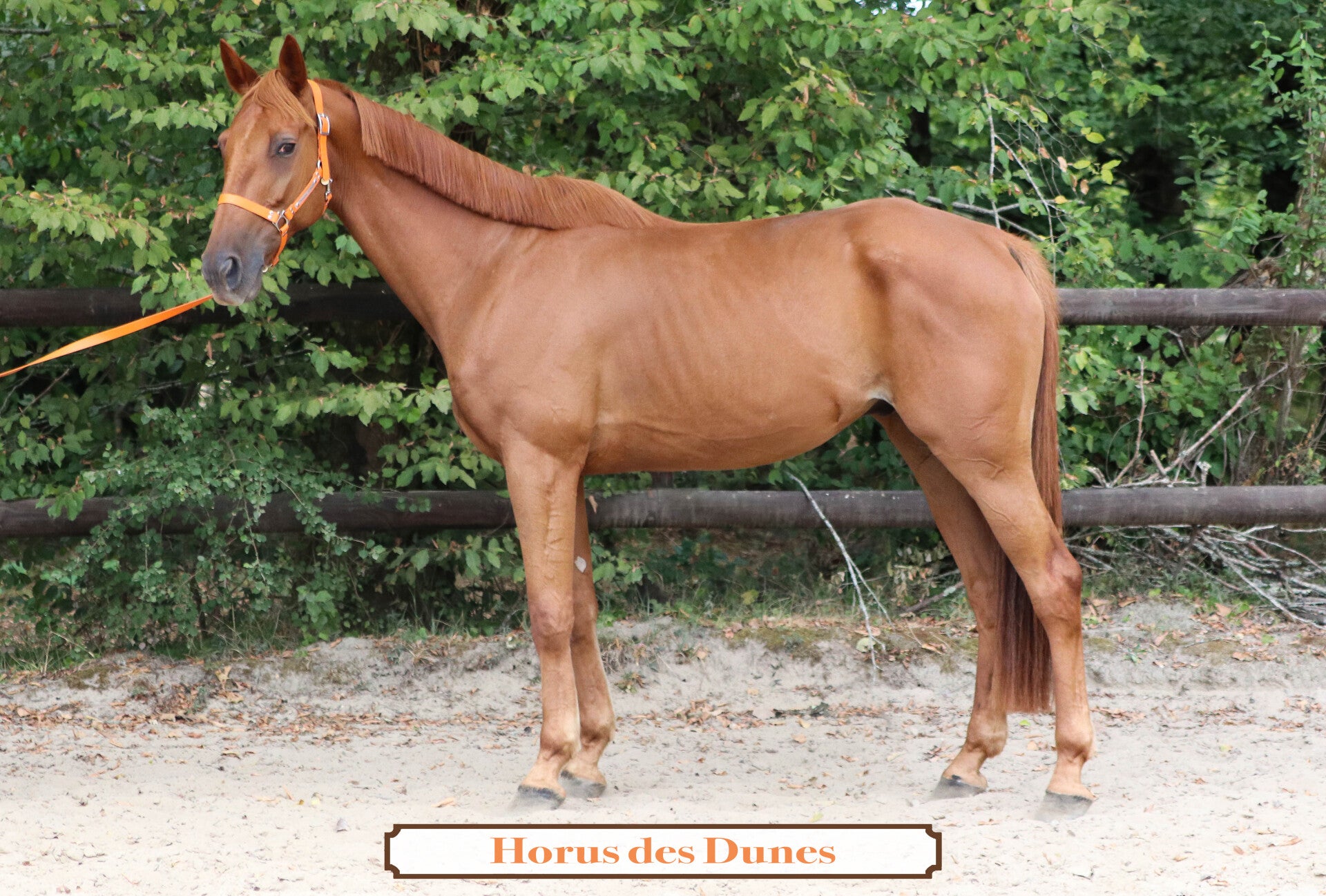 HORUS DES DUNES