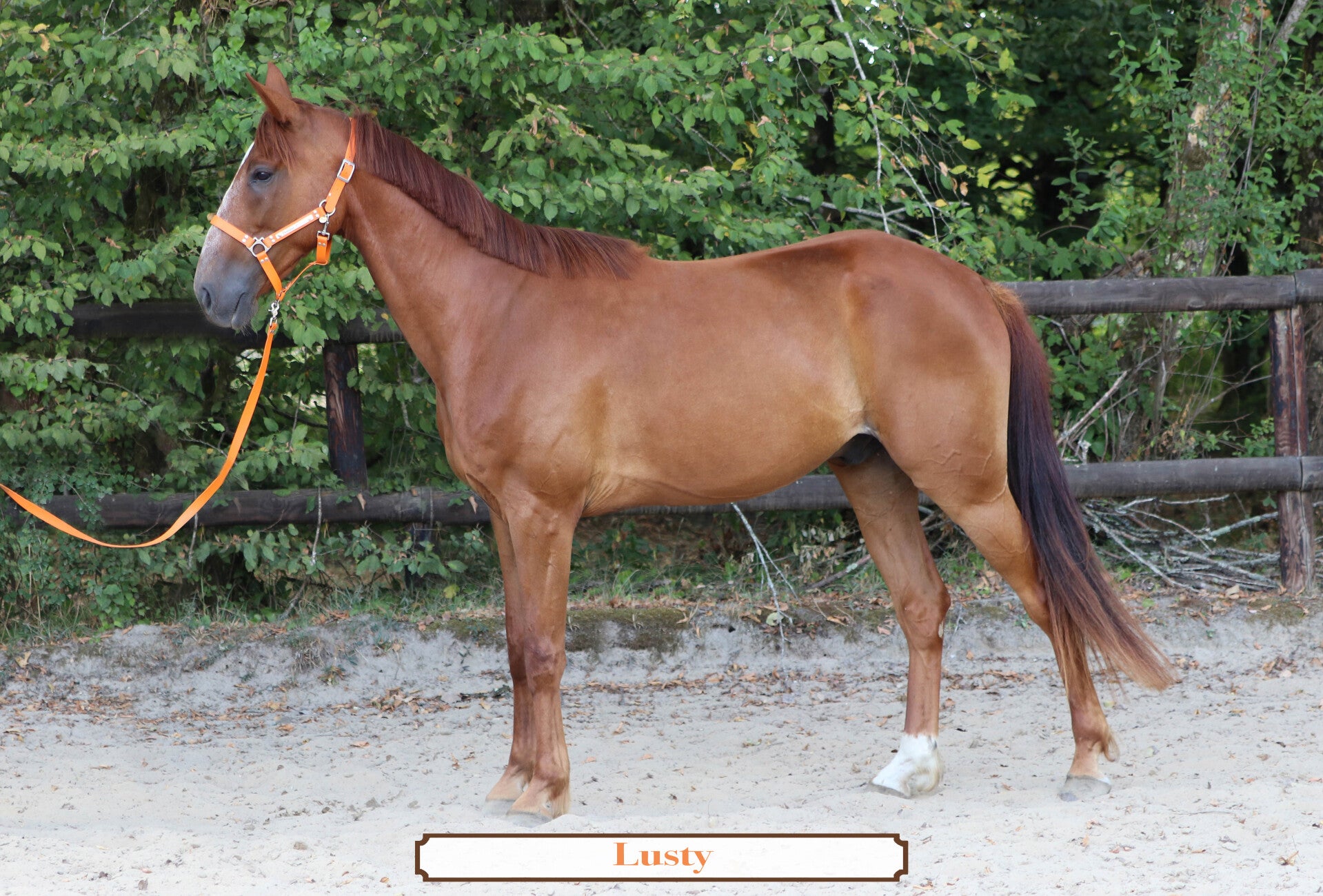 LUSTY *RESERVÉ*