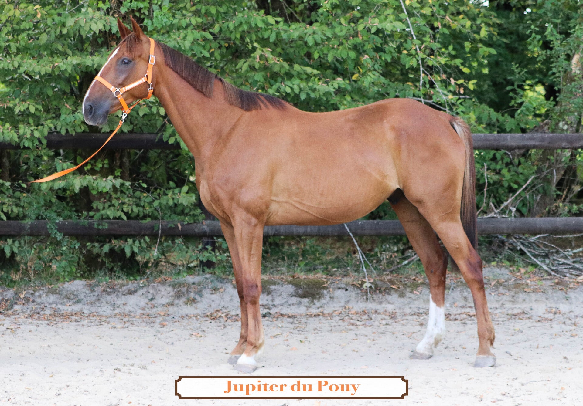 JUPITER DU POUY