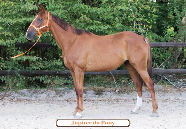 JUPITER DU POUY