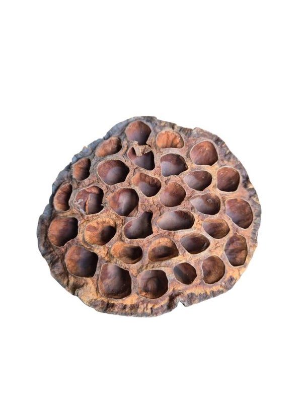 Lotus Pods 9-11 cm – Natuurlijke Schuilplaats voor Garnalen en Vissen | Antibacterieel, pH-verlagend