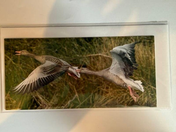 Wildlife & Scenic Photo Cards