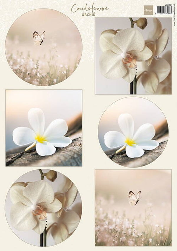 knipvel Condoleance - Orchid