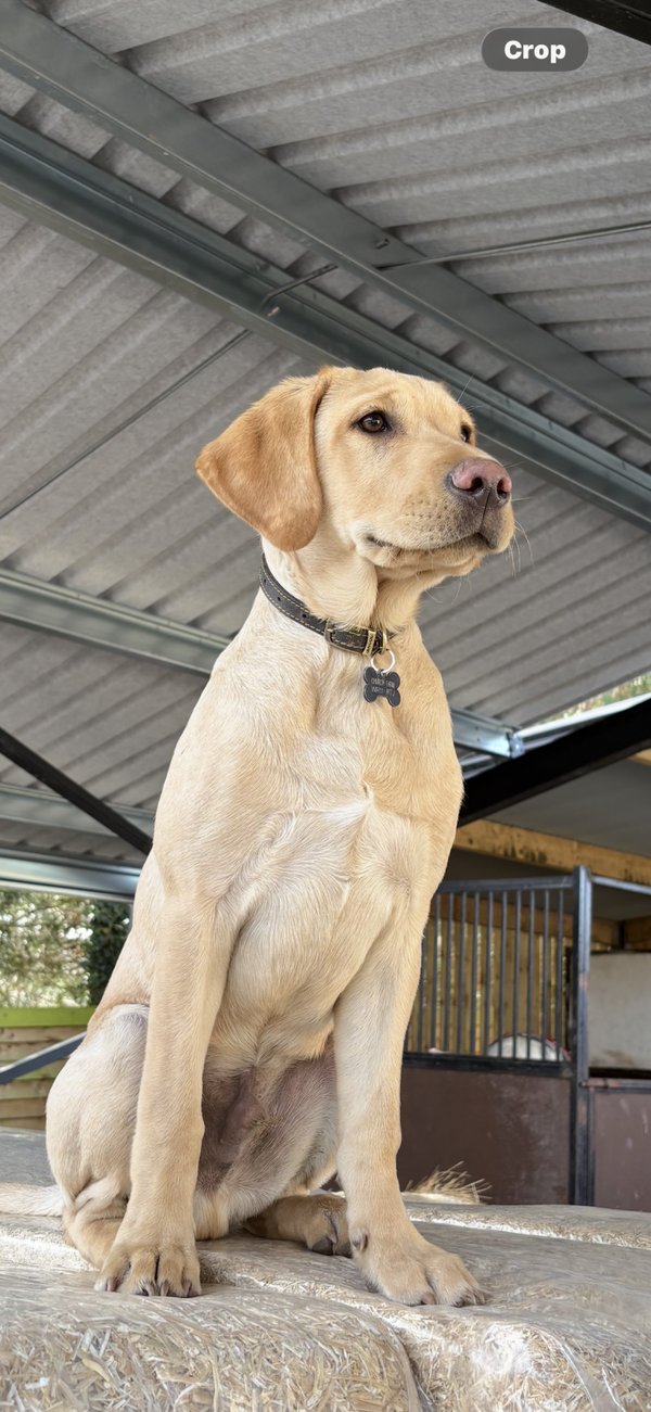 Personalised - DOG TAGS