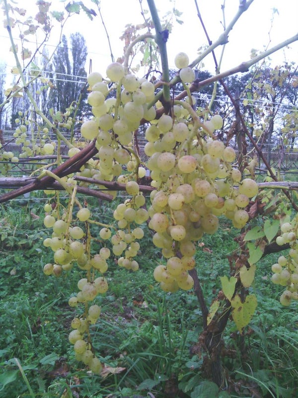 planten witte wijndruiven resistente rassen