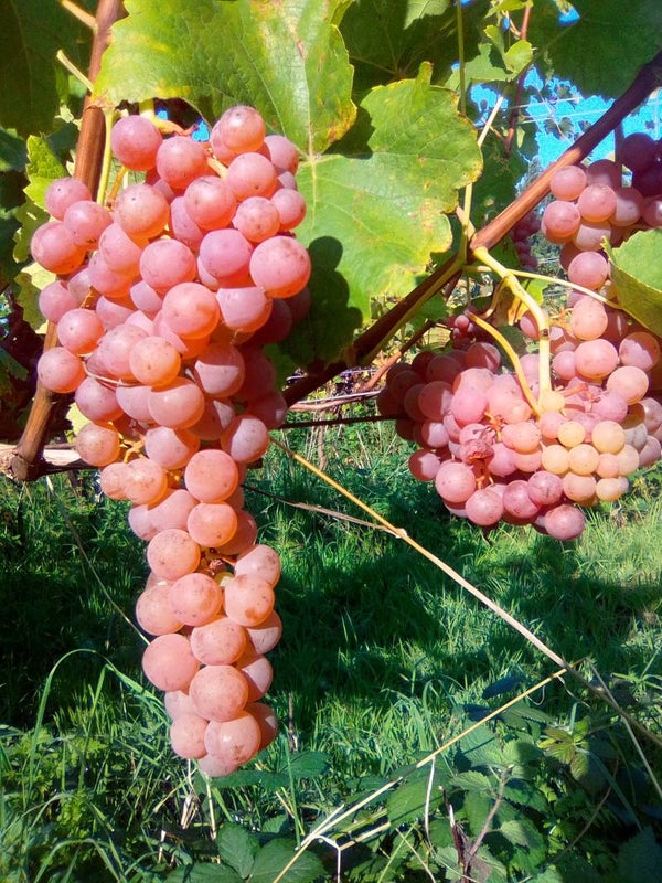 planten tafel/consumptie druiven