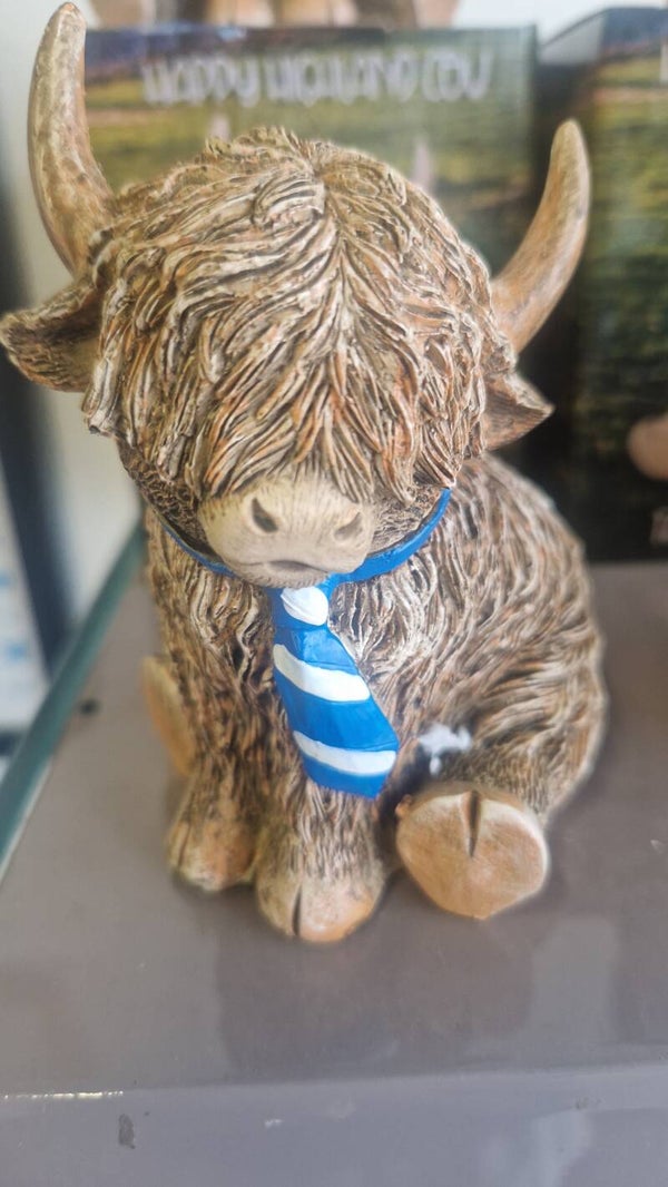 Highland cow