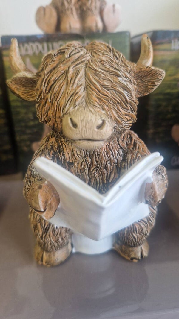 Highland cow