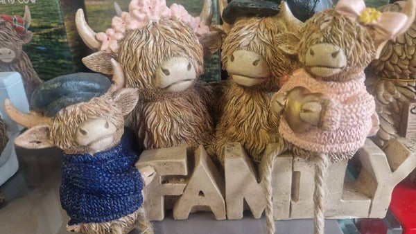 Family Highland cow