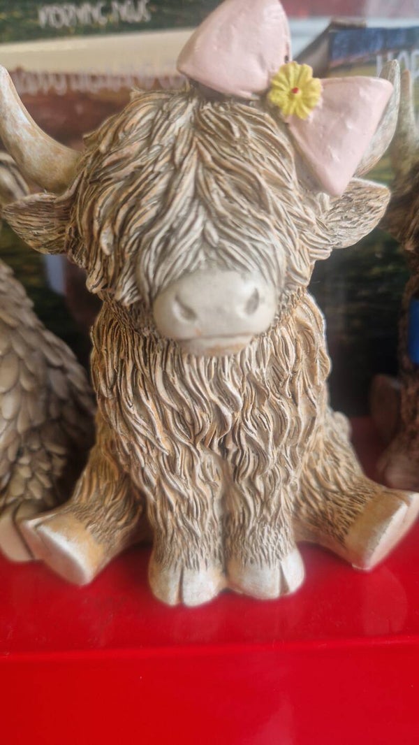 Highland cow