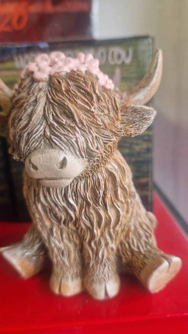 Highland cow